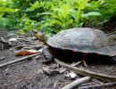 Pracht-Erdschildkröte, Rhinoclemmys pulcherrima, – © Taggert G. Butterfield