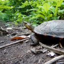 Pracht-Erdschildkröte, Rhinoclemmys pulcherrima, – © Taggert G. Butterfield