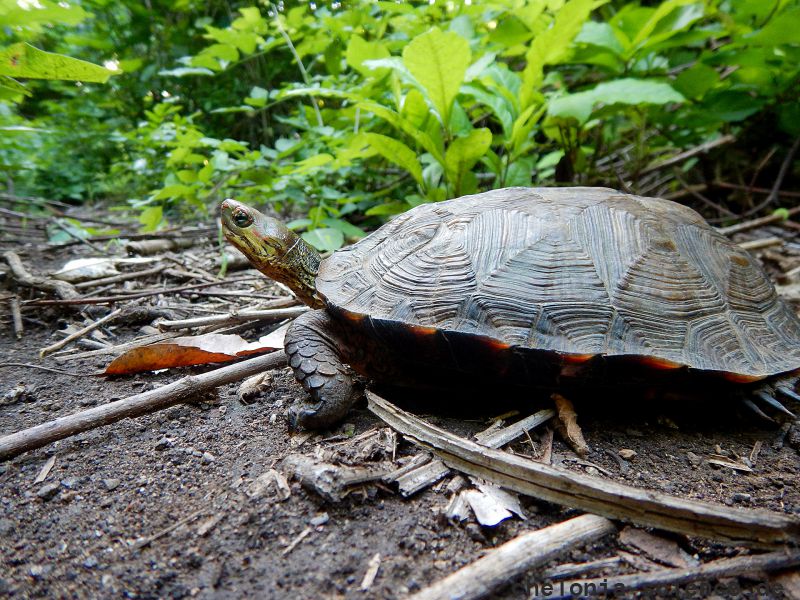 Pracht-Erdschildkröte, Rhinoclemmys pulcherrima, – © Taggert G. Butterfield Pracht-Erdschildkröte, Rhinoclemmys pulcherrima, – © Taggert G. Butterfield