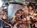 Costa-Rica-Pracht-Erdschildkröte, Rhinoclemmys pulcherrima manni, – © Hans-Jürgen Bidmon