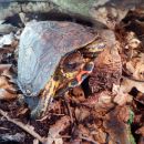 Costa-Rica-Pracht-Erdschildkröte, Rhinoclemmys pulcherrima manni, – © Hans-Jürgen Bidmon