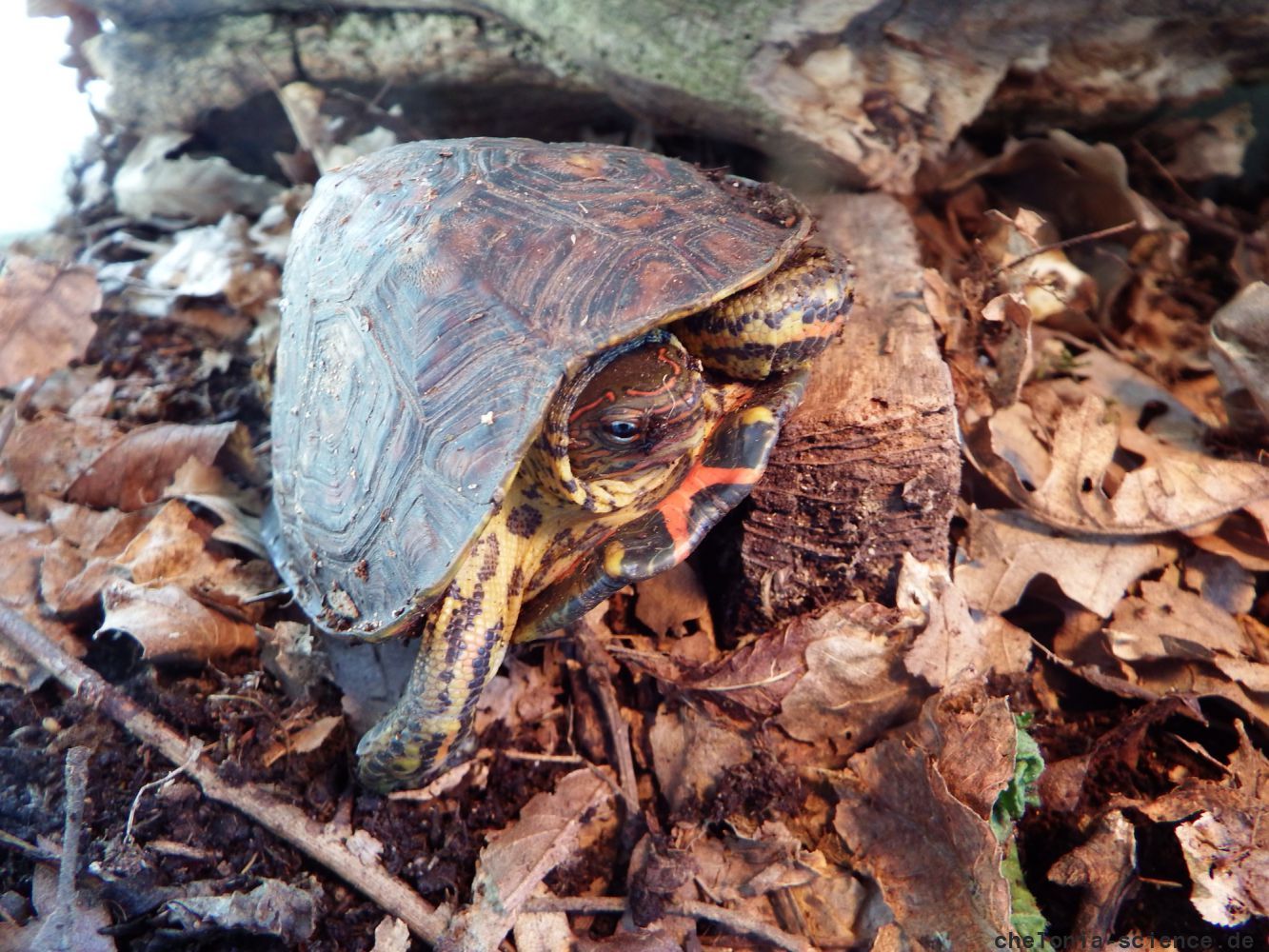 Costa-Rica-Pracht-Erdschildkröte, Rhinoclemmys pulcherrima manni, – © Hans-Jürgen Bidmon