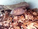 Costa-Rica-Pracht-Erdschildkröte, Rhinoclemmys pulcherrima manni, – © Hans-Jürgen Bidmon