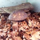 Costa-Rica-Pracht-Erdschildkröte, Rhinoclemmys pulcherrima manni, – © Hans-Jürgen Bidmon