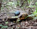 Rückenflecken-Erdschildkröte, Rhinoclemmys rubida, – © Taggert G. Butterfield