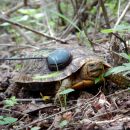 Rückenflecken-Erdschildkröte, Rhinoclemmys rubida, – © Taggert G. Butterfield