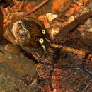 Chinesische Pfauenaugen-Sumpfschildkröte, Sacalia bealei, – © Yik-Hei Sung