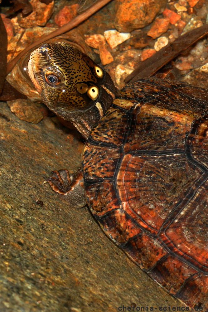 Chinesische Pfauenaugen-Sumpfschildkröte, Sacalia bealei, – © Yik-Hei Sung