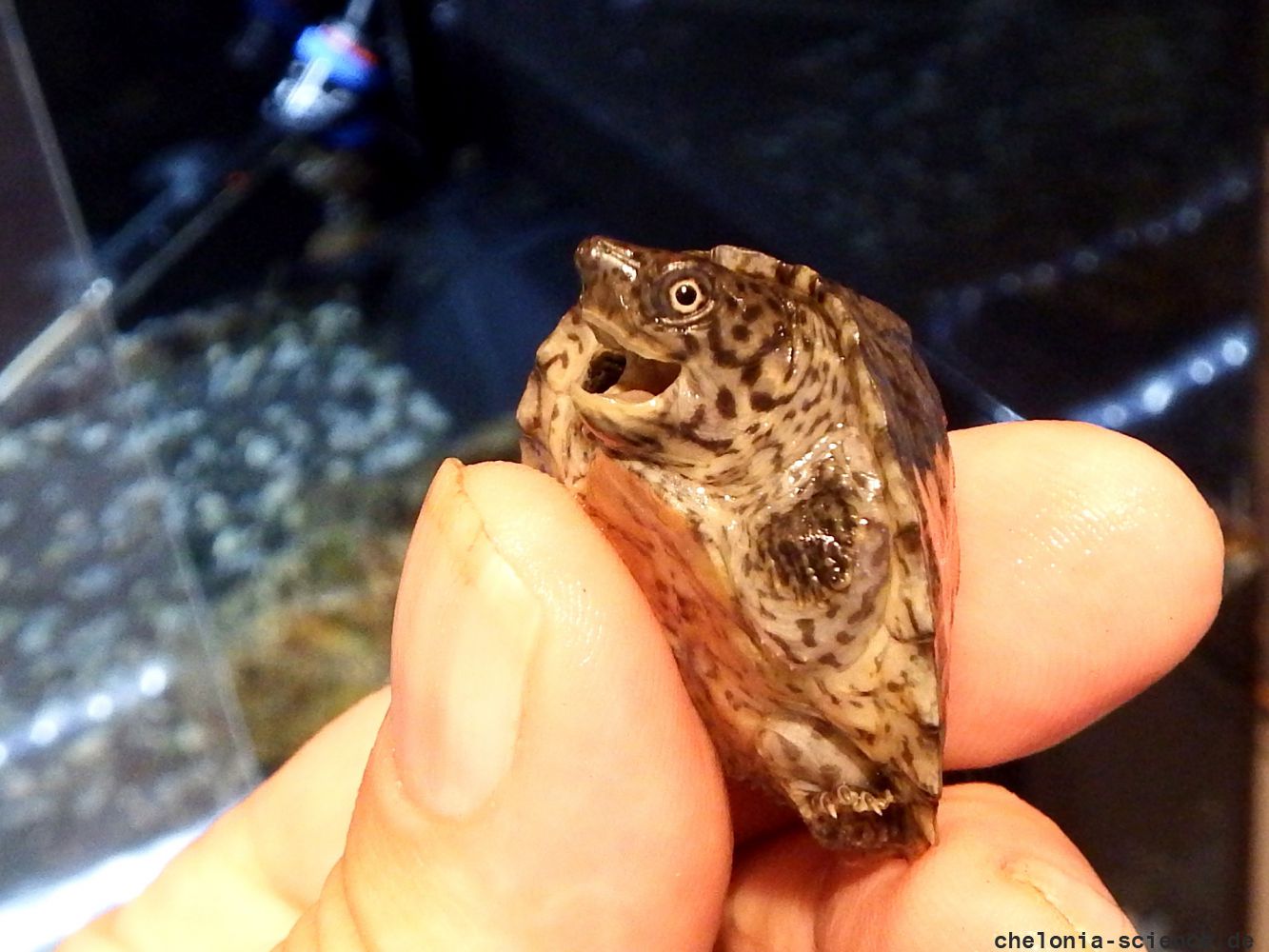 Dach-Moschusschildkröte, Sternotherus carinatus, ein Schlüpfling – © Hans-Jürgen Bidmon