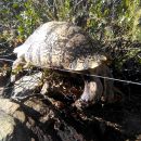 Pantherschildkröte, Stigmochelys pardalis, – © Alan T. K. Lee