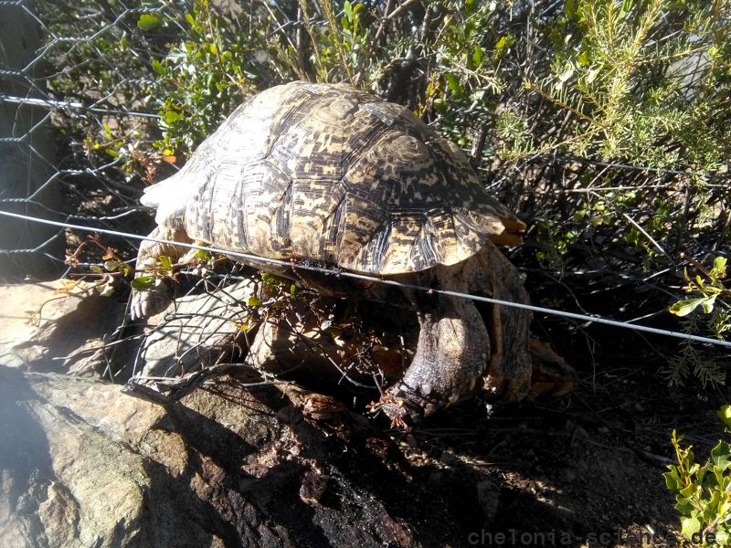 Pantherschildkröte, Stigmochelys pardalis, – © Hans-Jürgen Bidmon