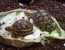 Pantherschildkröte, Stigmochelys pardalis, – © Hans-Jürgen Bidmon