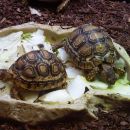 Pantherschildkröte, Stigmochelys pardalis, – © Hans-Jürgen Bidmon. Pantherschildkröte, Stigmochelys pardalis, – © Hans-Jürgen Bidmon