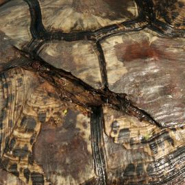 Pantherschildkröte, Stigmochelys pardalis, ein gebrochener Panzer, Fundort: Free State, South Africa – © Victor Loehr Pantherschildkröte, Stigmochelys pardalis, ein gebrochener Panzer, Fundort: Free State, South Africa – © Victor Loehr