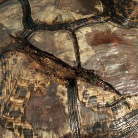 Pantherschildkröte, Stigmochelys pardalis, ein gebrochener Panzer, Fundort: Free State, South Africa – © Victor Loehr