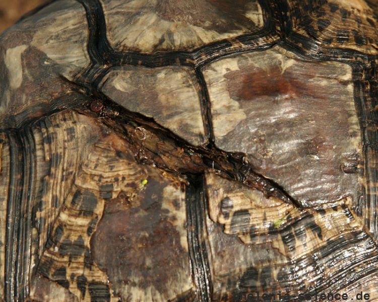 Pantherschildkröte, Stigmochelys pardalis, ein gebrochener Panzer, Fundort: Free State, South Africa – © Victor Loehr Pantherschildkröte, Stigmochelys pardalis, ein gebrochener Panzer, Fundort: Free State, South Africa – © Victor Loehr