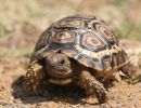 Pantherschildkröte, Stigmochelys pardalis, ein juveniles Tier, Fundort: Free State, South Africa – © Victor Loehr