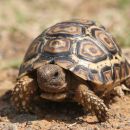 Pantherschildkröte, Stigmochelys pardalis, ein juveniles Tier, Fundort: Free State, South Africa – © Victor Loehr