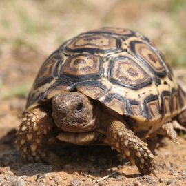 Pantherschildkröte, Stigmochelys pardalis, ein juveniles Tier, Fundort: Free State, South Africa – © Victor Loehr Pantherschildkröte, Stigmochelys pardalis, ein juveniles Tier, Fundort: Free State, South Africa – © Victor Loehr