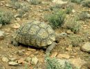 Pantherschildkröte, Stigmochelys pardalis, Fundort: Western Cape, South Africa – © Victor Loehr