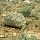 Pantherschildkröte, Stigmochelys pardalis, Fundort: Western Cape, South Africa – © Victor Loehr