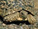 Pantherschildkröte, Stigmochelys pardalis, Fundort: Windhoek, Namibia – © Victor Loehr