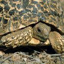 Pantherschildkröte, Stigmochelys pardalis, Fundort: Windhoek, Namibia – © Victor Loehr