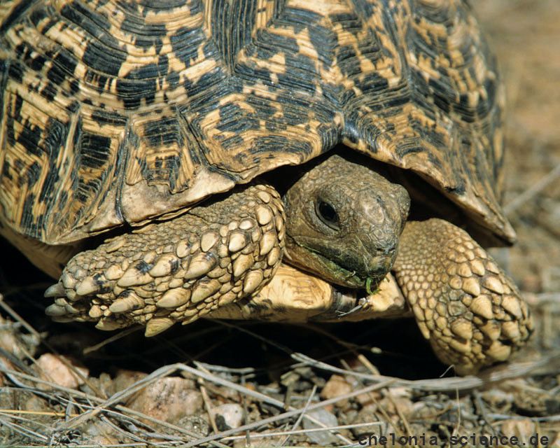 Pantherschildkröte, Stigmochelys pardalis, Fundort: Windhoek, Namibia – © Victor Loehr