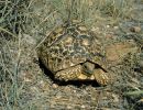 Pantherschildkröte, Stigmochelys pardalis, Fundort: Windhoek, Namibia – © Victor Loehr