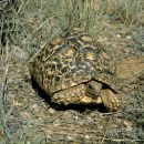 Pantherschildkröte, Stigmochelys pardalis, Fundort: Windhoek, Namibia – © Victor Loehr