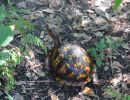 Carolina-Dosenschildkröte, Terrapene carolina, – © Hans-Jürgen Bidmon