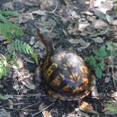 Carolina-Dosenschildkröte, Terrapene carolina, – © Hans-Jürgen Bidmon Carolina-Dosenschildkröte, Terrapene carolina, – © Hans-Jürgen Bidmon