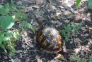 Carolina-Dosenschildkr&ouml;te, Terrapene carolina, &ndash; &copy; Hans-J&uuml;rgen Bidmon