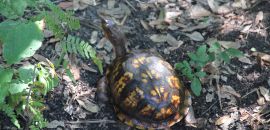 Carolina-Dosenschildkröte, Terrapene carolina, – © Hans-Jürgen Bidmon