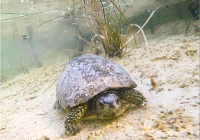 Terrapene coahuila – Coahuila-Dosenschildkröte