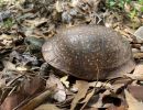 Nördliche Tropfen-Dosenschildkröte, Terrapene nelsoni klauberi, – © Taggert G. Butterfield