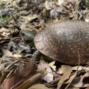 Nördliche Tropfen-Dosenschildkröte, Terrapene nelsoni klauberi, – © Taggert G. Butterfield