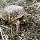 Schmuck-Dosenschildkröte, Terrapene ornata, – © Devin Edmonds