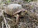Schmuck-Dosenschildkröte, Terrapene ornata, – © Devin Edmonds