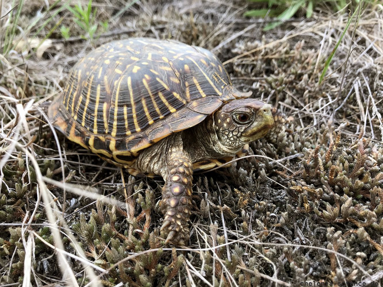 Schmuck-Dosenschildkröte, Terrapene ornata, – © Devin Edmonds