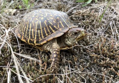Terrapene ornata – Schmuck-Dosenschildkröte