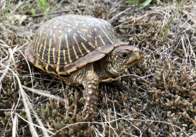 Schmuck-Dosenschildkröte, Terrapene ornata, – © Devin Edmonds