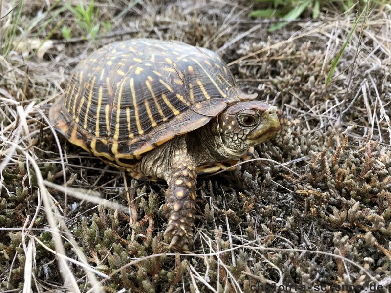 Schmuck-Dosenschildkröte, Terrapene ornata, – © Devin Edmonds Schmuck-Dosenschildkröte, Terrapene ornata, – © Devin Edmonds