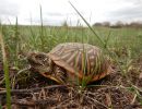 Schmuck-Dosenschildkröte, Terrapene ornata, – © Devin Edmonds