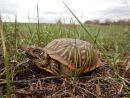 Schmuck-Dosenschildkröte, Terrapene ornata, – © Devin Edmonds