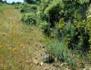 Italienische Landschildkröte, Testudo hermanni hermanni, Fundort: Catalunya, Spain – © Victor Loehr