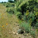 Italienische Landschildkröte, Testudo hermanni hermanni, Fundort: Catalunya, Spain – © Victor Loehr