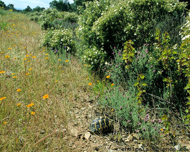 Italienische Landschildkröte, Testudo hermanni hermanni, Fundort: Catalunya, Spain – © Victor Loehr