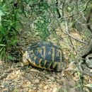 Italienische Landschildkröte, Testudo hermanni hermanni, Fundort: Catalunya, Spain – © Victor Loehr