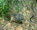 Italienische Landschildkröte, Testudo hermanni hermanni, Fundort: Catalunya, Spain – © Victor Loehr Italienische Landschildkröte, Testudo hermanni hermanni, Fundort: Catalunya, Spain – © Victor Loehr